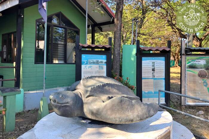 Ranger Station in Playa Grande with a turtle statue