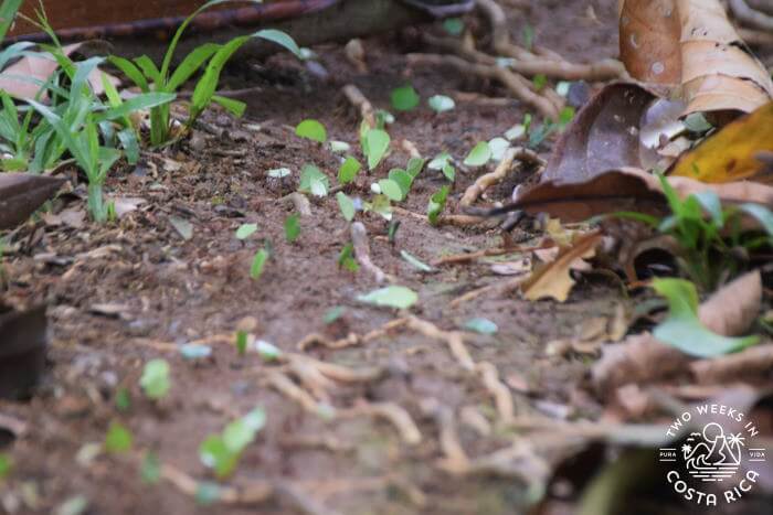 Leaf Cutter Any Colony