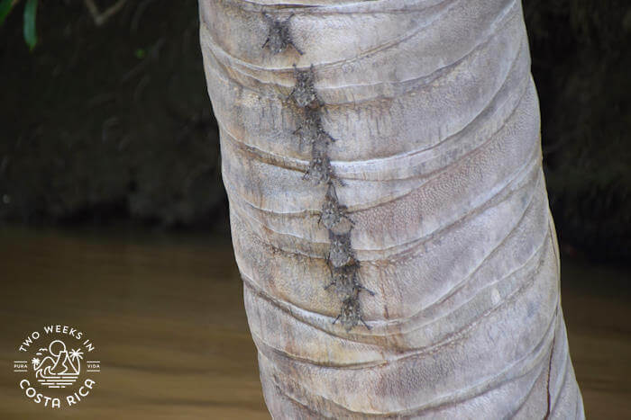 Bats sleeping in a vertical line on a light-colored tree trunk on the Rio Frio in Costa Rica