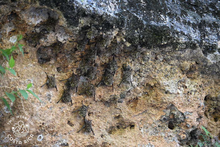 Bats river float tour