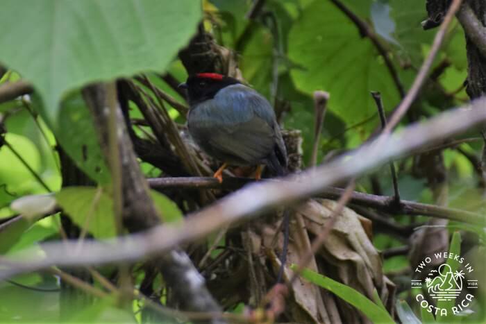 Long-tailed Manakin Palmares
