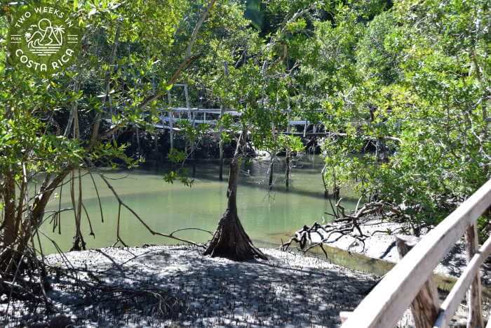 Bridge along the Manakin Trail