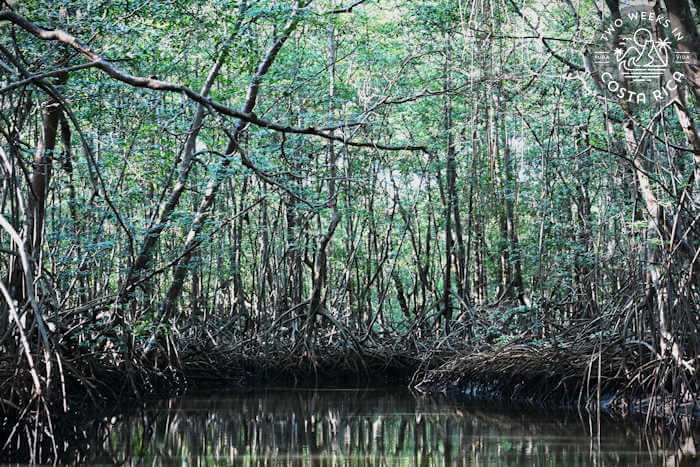 Thick mangrove forest with calm water in the foreground