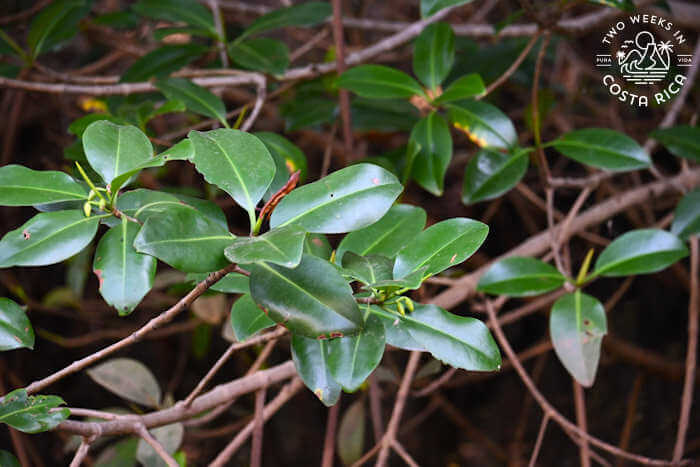 Large green leaves with mangrove roots in the background