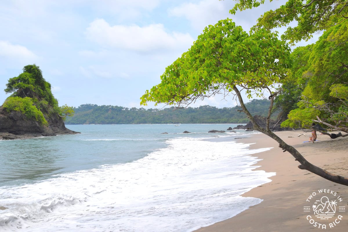 beach inside manuel antonio national park with a tree