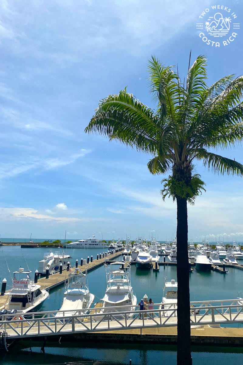 a dock with boats moored with a palm tree in the front