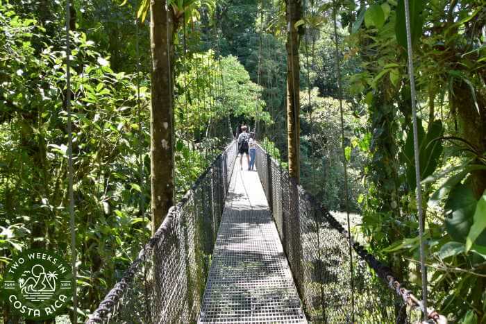 people on a hanging bridges at Mistico Arenal Hanging Bridges Park