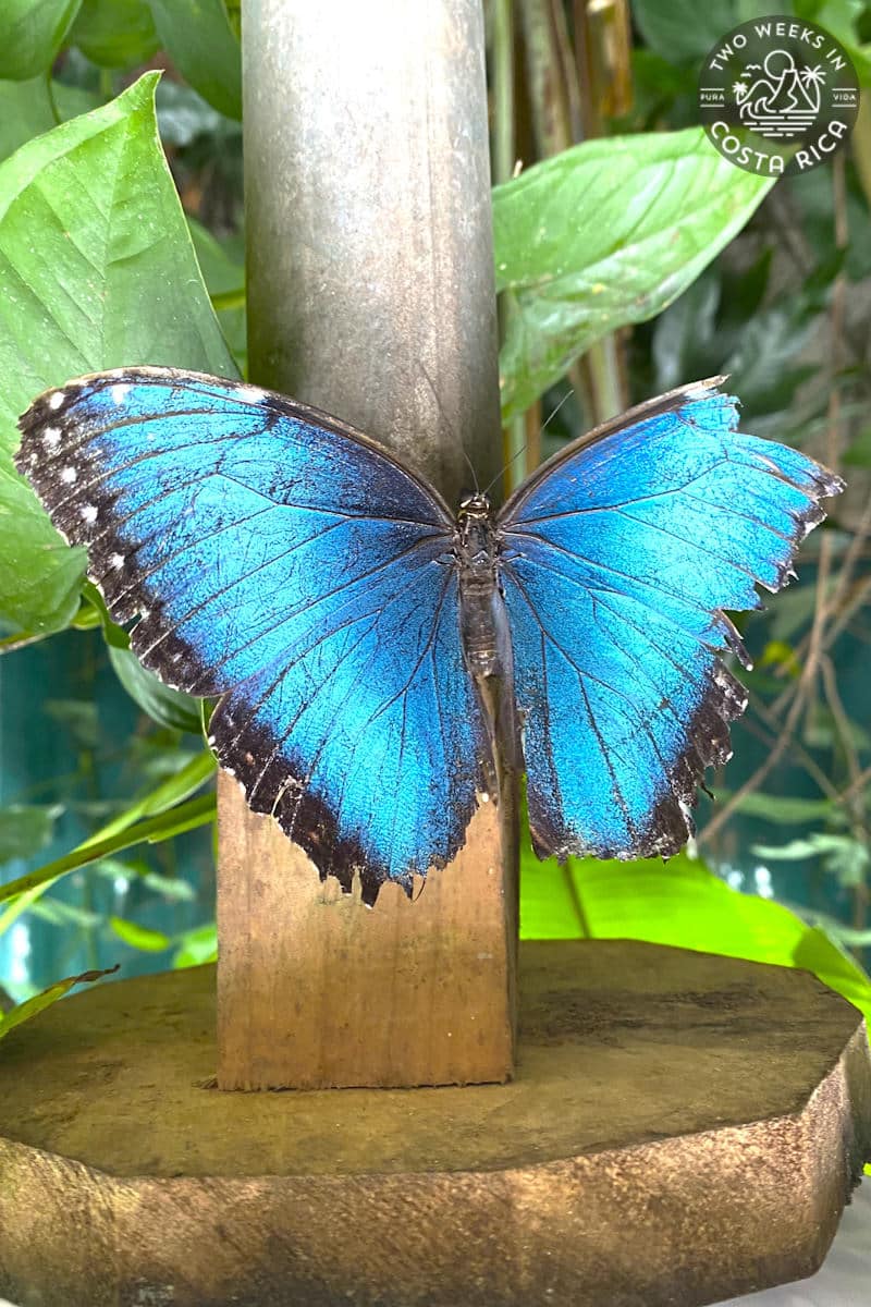 blue butterfly at the monteverde butterfly garden