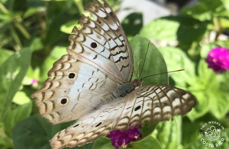 a beautiful butterfly at the Monteverde Butterfly Gardens