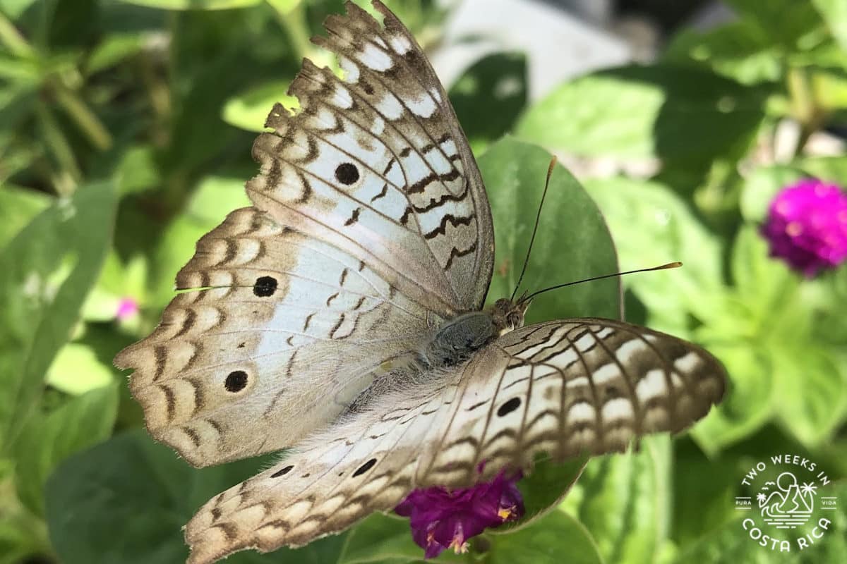 a beautiful butterfly at the Monteverde Butterfly Gardens