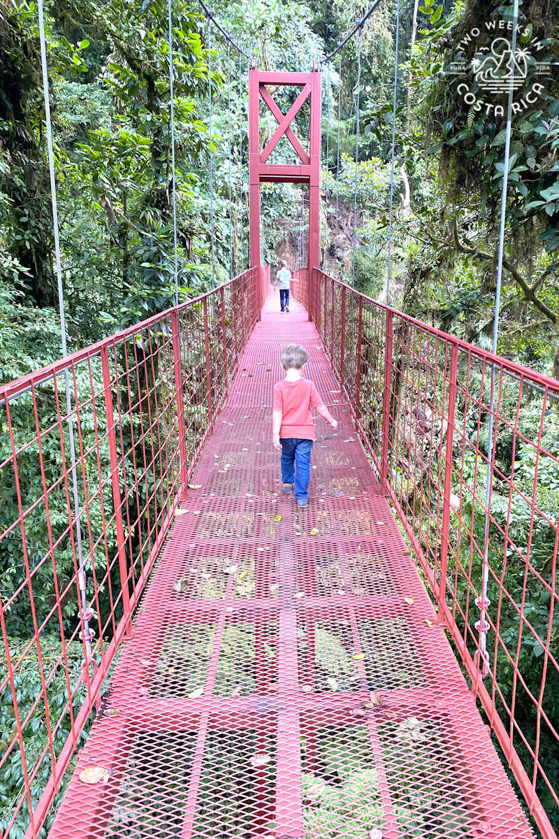 a kid walking on the red hanging bridge at monteverde cloud forest reserve