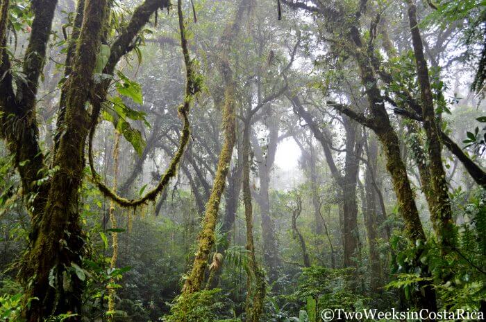 Costa Rica Destinations Summary Guide - Monteverde