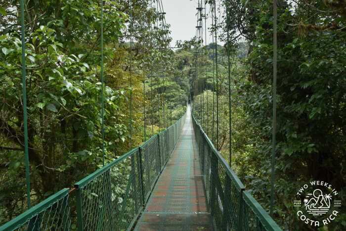 a suspension bridge at Selvatura Hanging Bridges