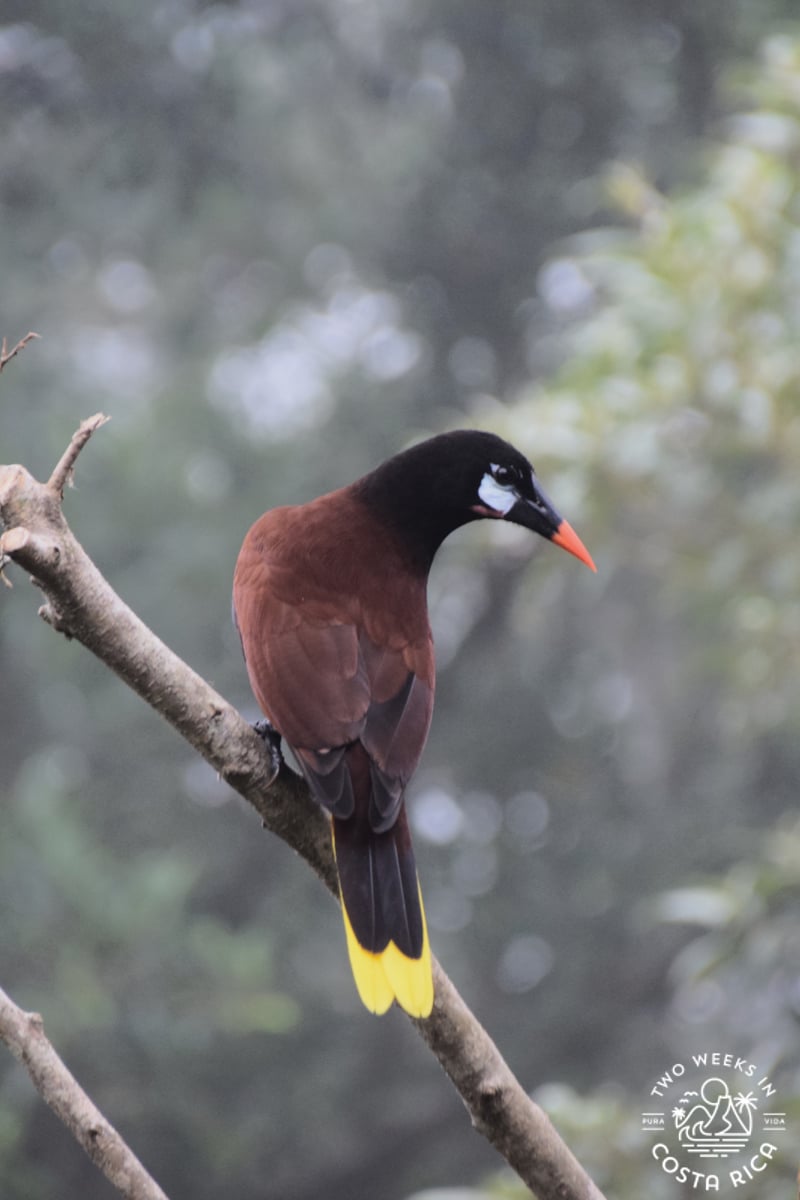 brown bird with a yellow tail and orange beak sitting on a branch