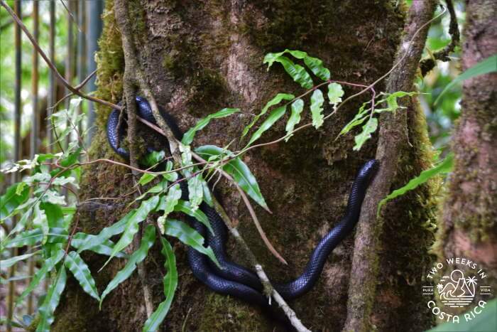mussurana snake Bajos del Toro