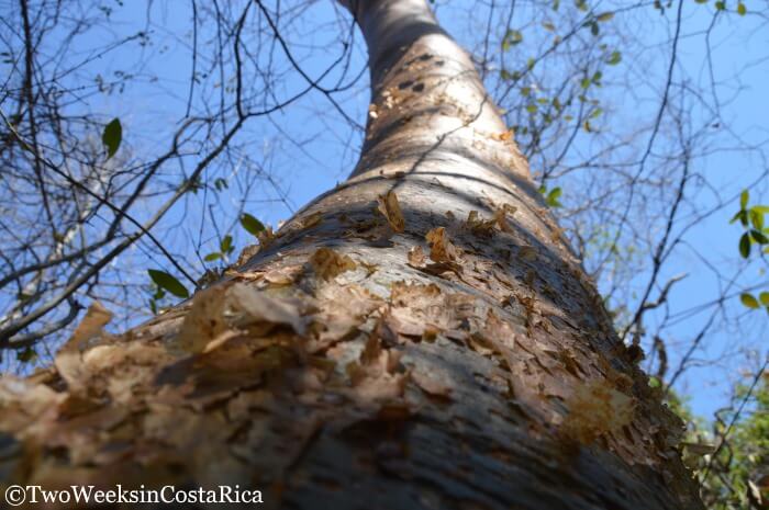 Looking up at a Naked Indian Tree at Lomas Barbudal Biological Reserve