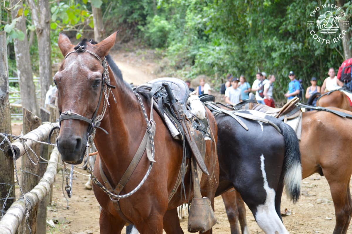 horses at the nauyaca waterfalls tour