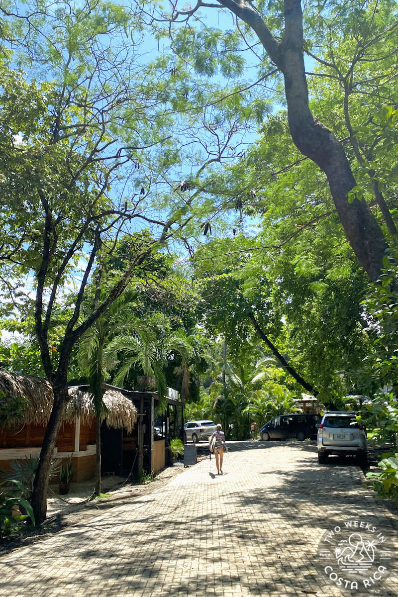 a woman walking in north guiones under the tall trees