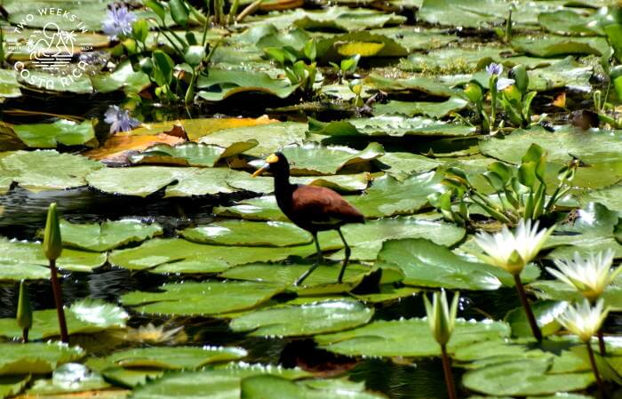 A bird in a pond at Curu Refuge