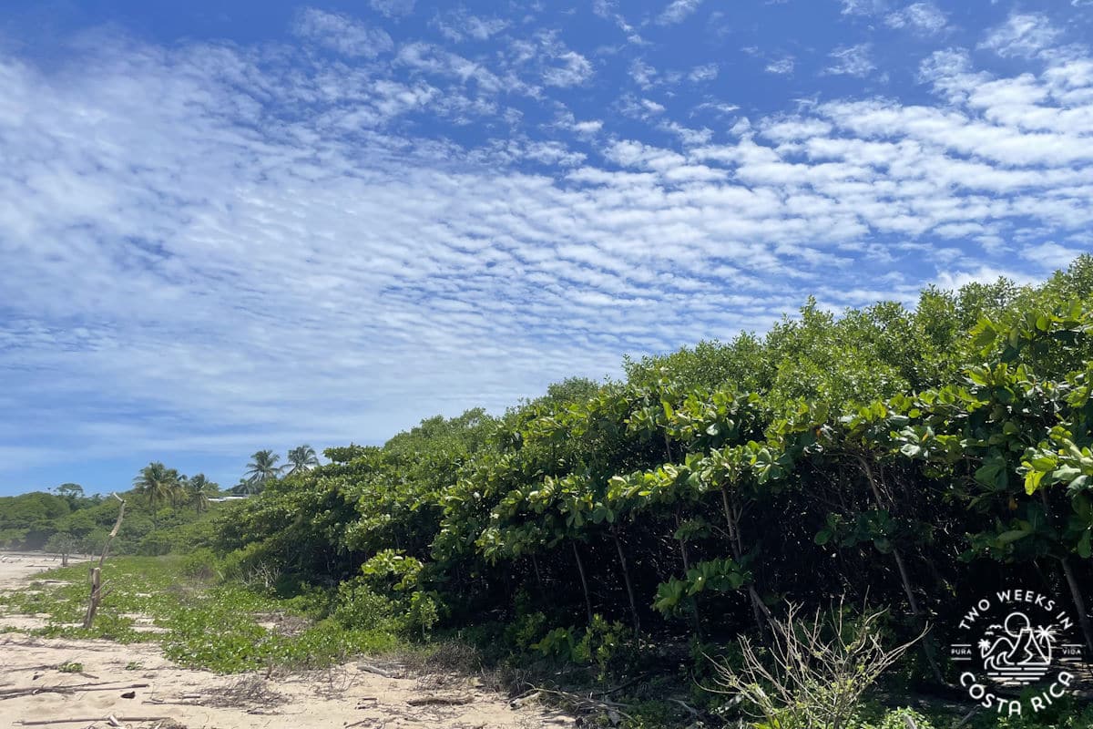 green vegetation backing playa guiones