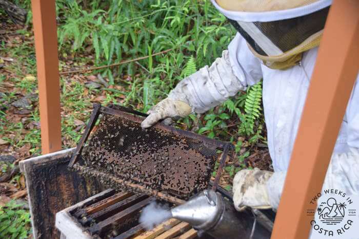 Bee Apiary Costa Rica
