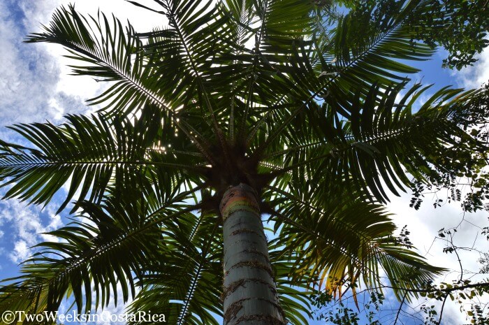 Looking up at a lofty palm within the Palm tree collection at Wilson Botanical Garden