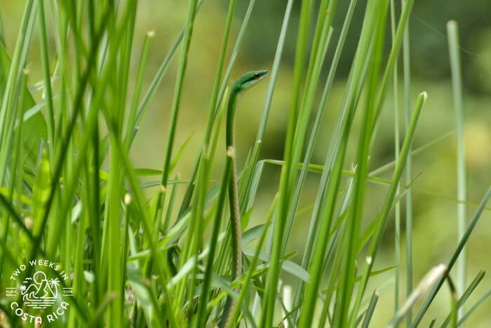 Green Parrot Snake Costa Rica
