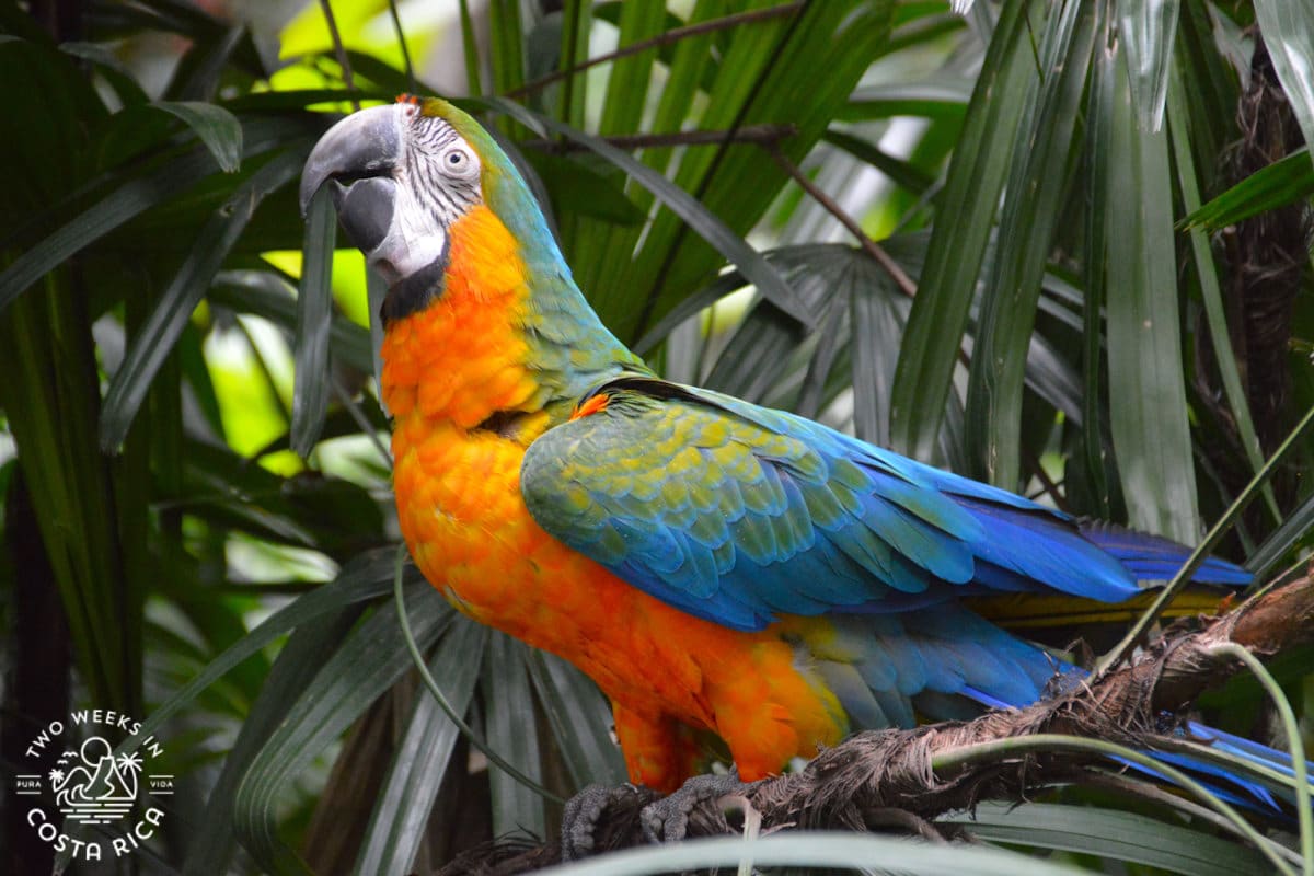 colorful parrot at a wildlife center near San Jose Costa Rica