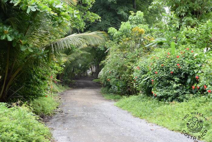 Local Beach Road in Pavones