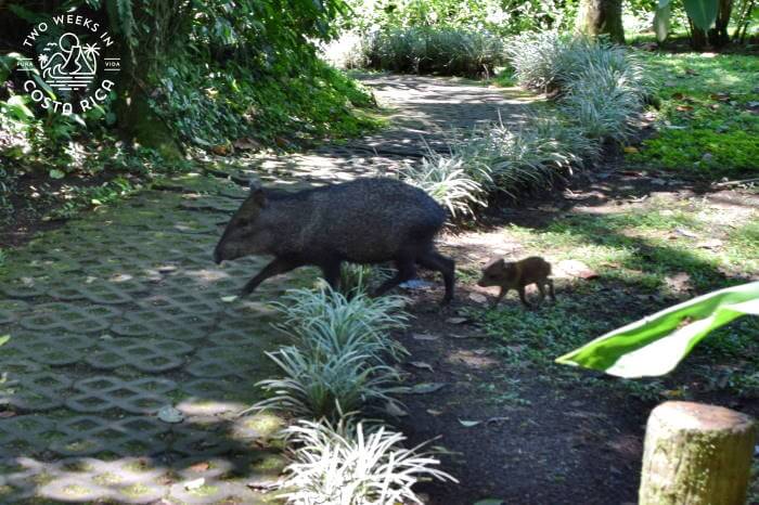 Wildlife crossing the trail at Mistico Hanging Bridges