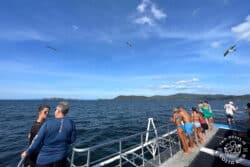 Front of catamaran boat with people looking out at ocean