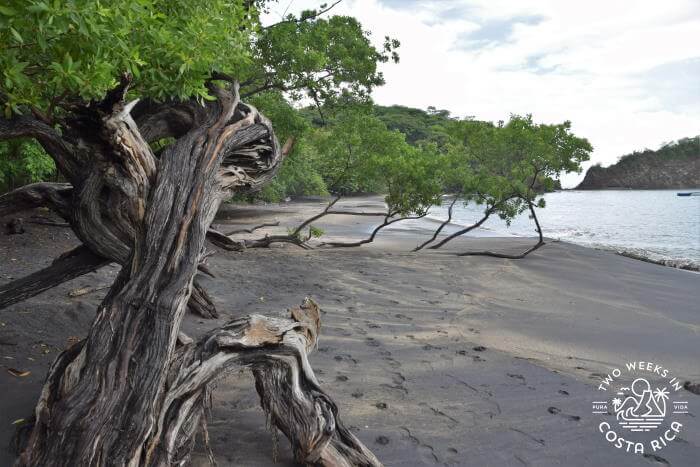 Woody shrubs and trees backing the beach