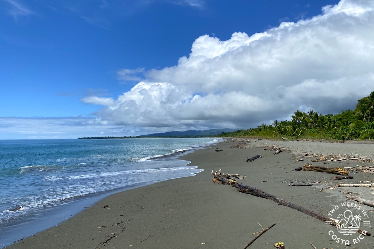 a beach with brown sand and driftwood