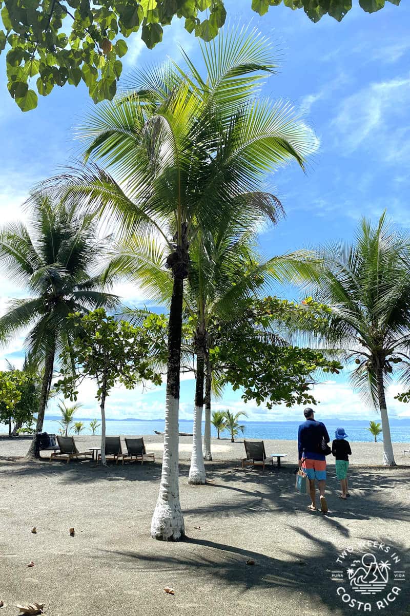 two people on the beach near tall palm trees