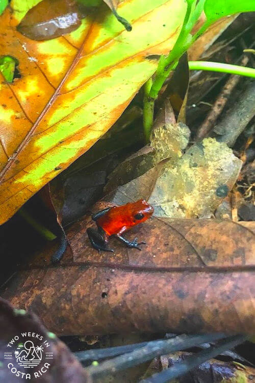small red and blue frog on a leaf
