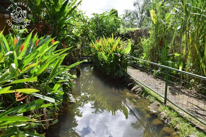 a pond surrounded by thick gardens