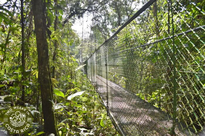 Hanging Bridge Puerto Viejo de Sarapiqui 