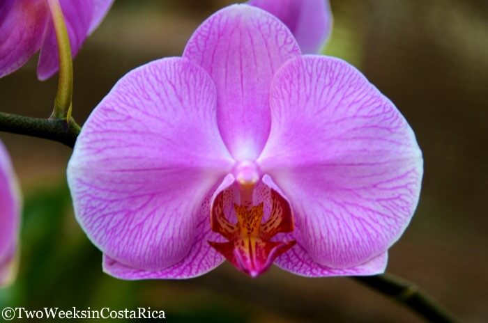 Purple orchid at Costa Rica's Botanical Orchid Garden