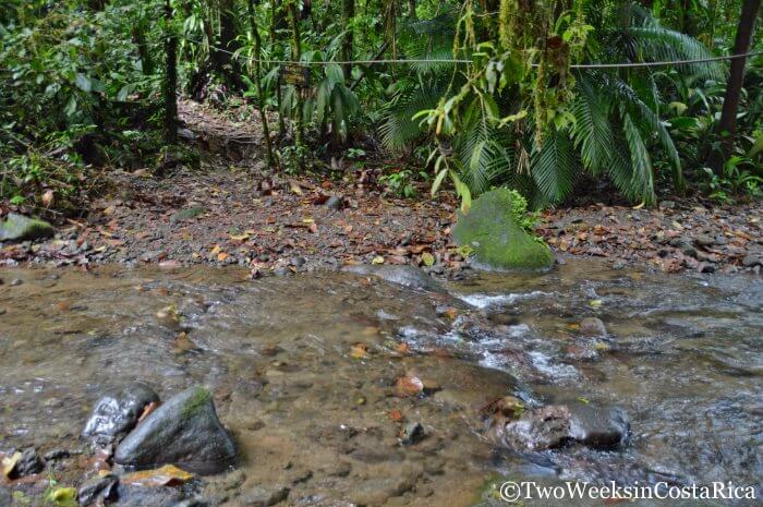 Stream Crossing at Braulio Carrillo 