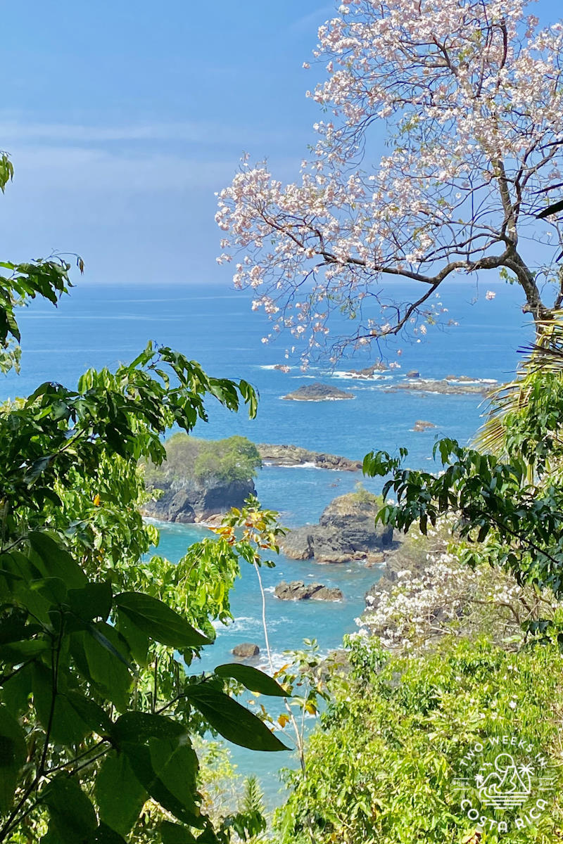 ocean view from behind the trees with a flowering pink tree in the distance