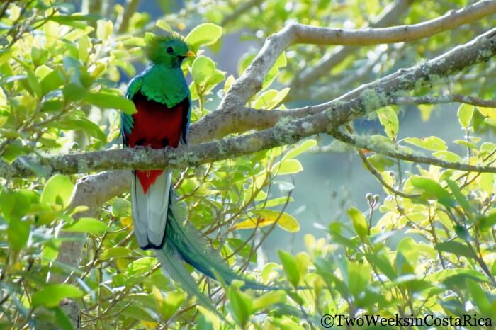 Things to Do in San Gerardo de Dota, Costa Rica - Birding for Resplendent Quetzals