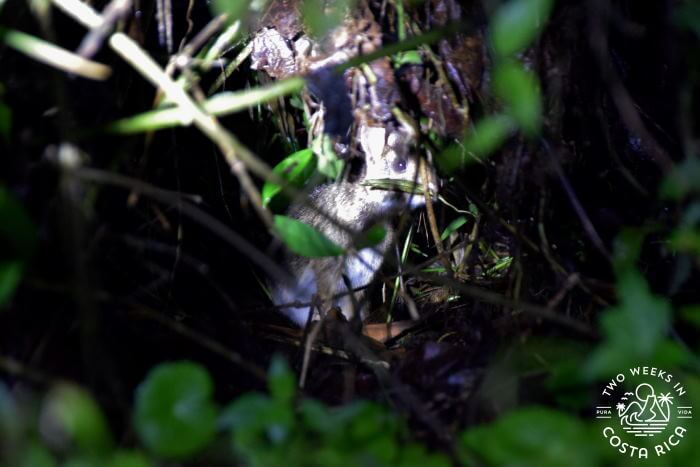 Rabbit night tour Bijagua