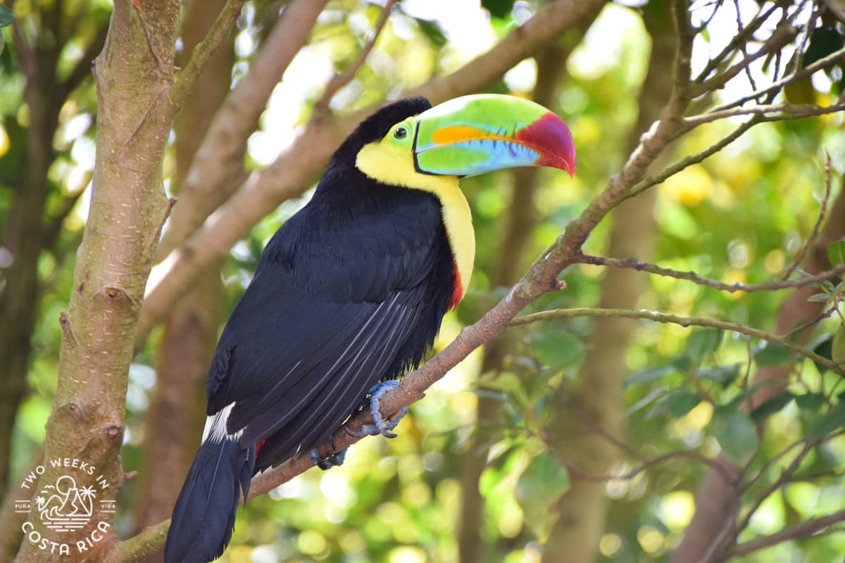 a toucan with a colorful beak in a tree
