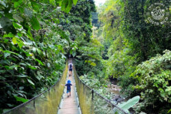 people walking on a hanging bridge with thick forest all around