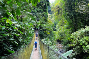 people walking on a hanging bridge with thick forest all around