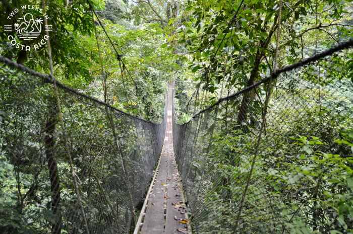 Rainmaker Reserve Hanging Bridge