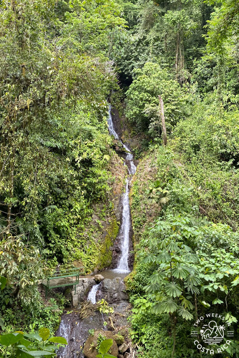 a waterfall at rainmaker park surrounded by thick rainforest