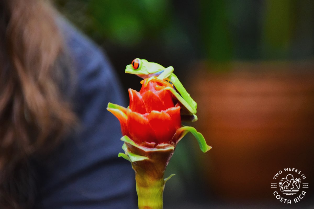 a red eyed tree frog on a flower at a wildlife center