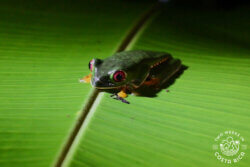 Night Tour Rainmaker Manuel Antonio