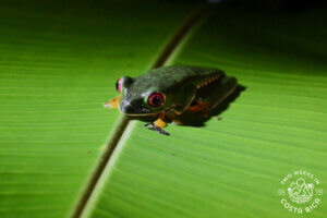 Night Tour Rainmaker Manuel Antonio